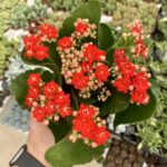 kalanchoe blossfeldiana 'Flor vermelha'