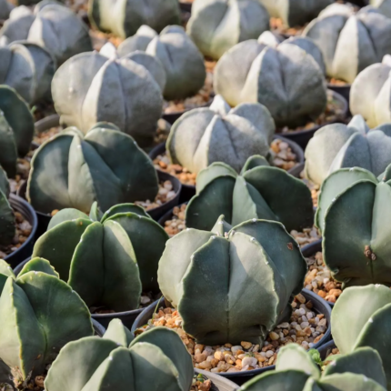 Astrophytum