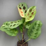 Maranta leuconeura 'Kerchoveana' variegata