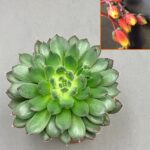 Echeveria scorpio