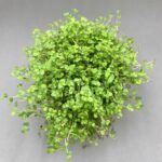 Soleirolia soleirolii