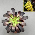 Aeonium arboreum var. atropurpureum 'Schwarzkopf'