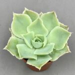 Echeveria simulans 'Laguna Sanchez'