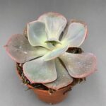 Echeveria Gila