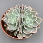 Echeveria truffles