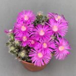 Trichodiadema densum