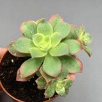 Aeonium haworthii ‘kiwi’