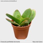Crassula borracha