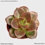 Echeveria melaco
