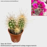Echinocereus engelmannii subsp. magnursensis