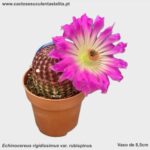 Echinocereus rigidissimus var. rubispinus