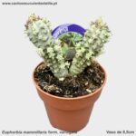 Euphorbia mammillaris form. variegata