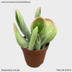 Kalanchoe oricula