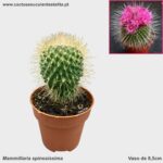 Mammillaria spinosissima