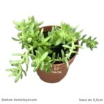Sedum hemsleyanum