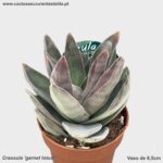 Crassula 'Garnet Lotus'
