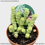 Crassula marnieriana