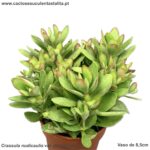 Crassula nudicaulis var. platyphylla