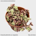 Crassula pellucida var. marginalis