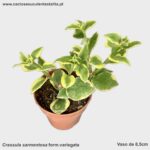 Crassula sarmentosa form. variegata
