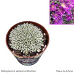 Delosperma sphalmanthoides