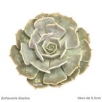 Echeveria lilacina