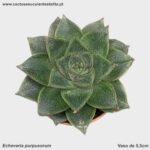 Echeveria purpusorum