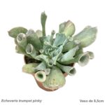 Echeveria 'trumpet pinky'