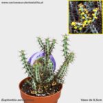 Euphorbia aeruginosa