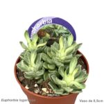 Euphorbia lugardeae