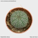Euphorbia obesa