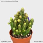 Euphorbia pitica