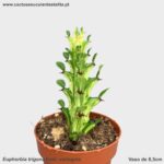 Euphorbia trigona form. variegata