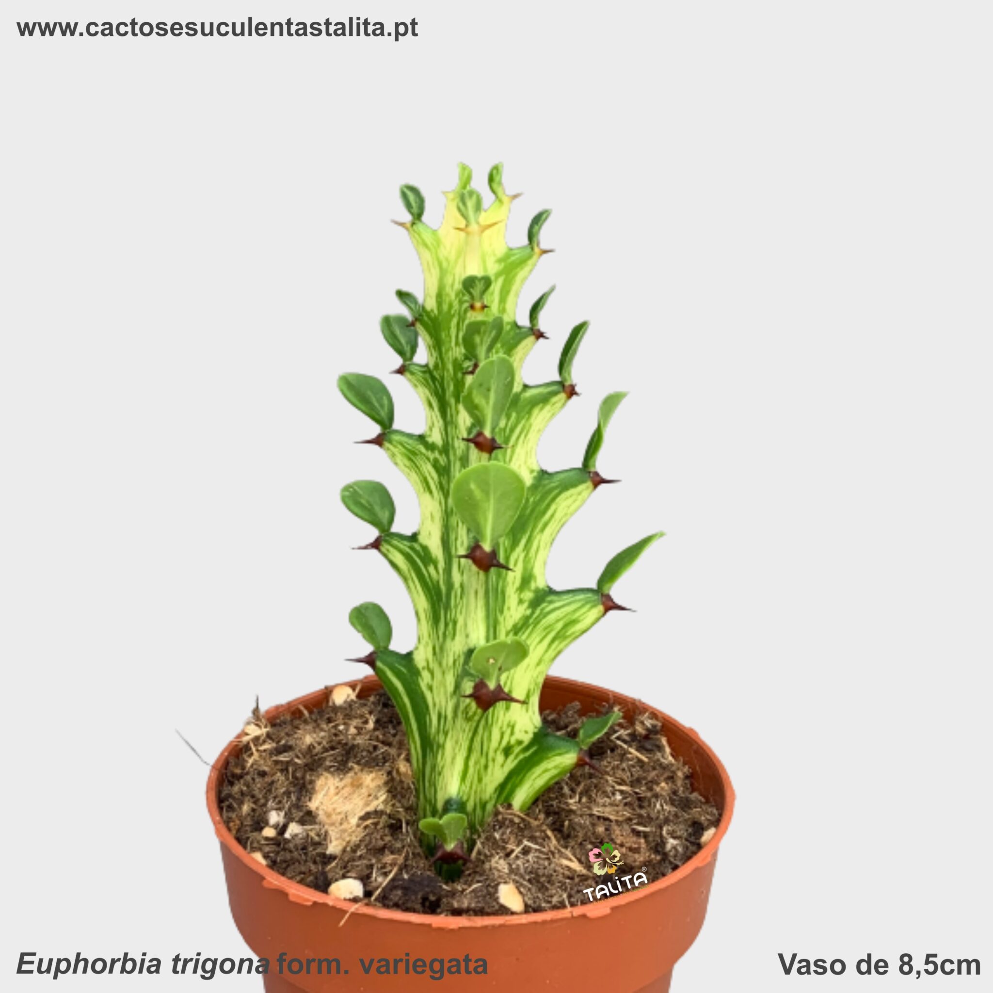 Euphorbia trigona variegata - Un erizo en mi jardín Euphorbia trigona variegata - Un erizo en mi jardín