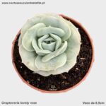 Graptoveria lovely rose