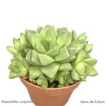 Haworthia cuspidata