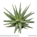 Haworthia fasciata var. concolor