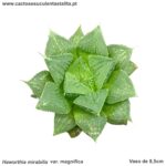 Haworthia mirabilis var. magnifica