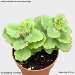 Kalanchoe laxiflora