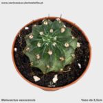 Melocactus oaxacensis