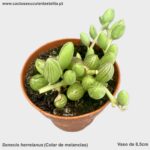 Senecio herreianus