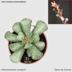 Adromischus cooperi