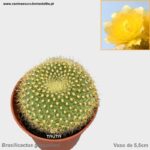 Brasilicactus graessneri