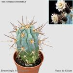 Browningia hertlingiana