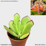 Cotyledon campanulata