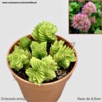 Crassula estagnol