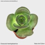 Crassula hemisphaerica
