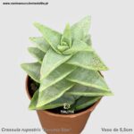 Crassula rupestris 'Daruma Star'