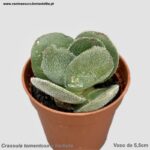 Crassula tomentosa x barbata