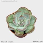 Echeveria amistar